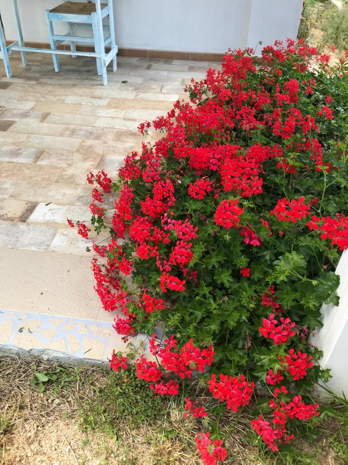 La Fragola In Campagna 6 K M Da San Pantaleo Hotell Eksteriør bilde