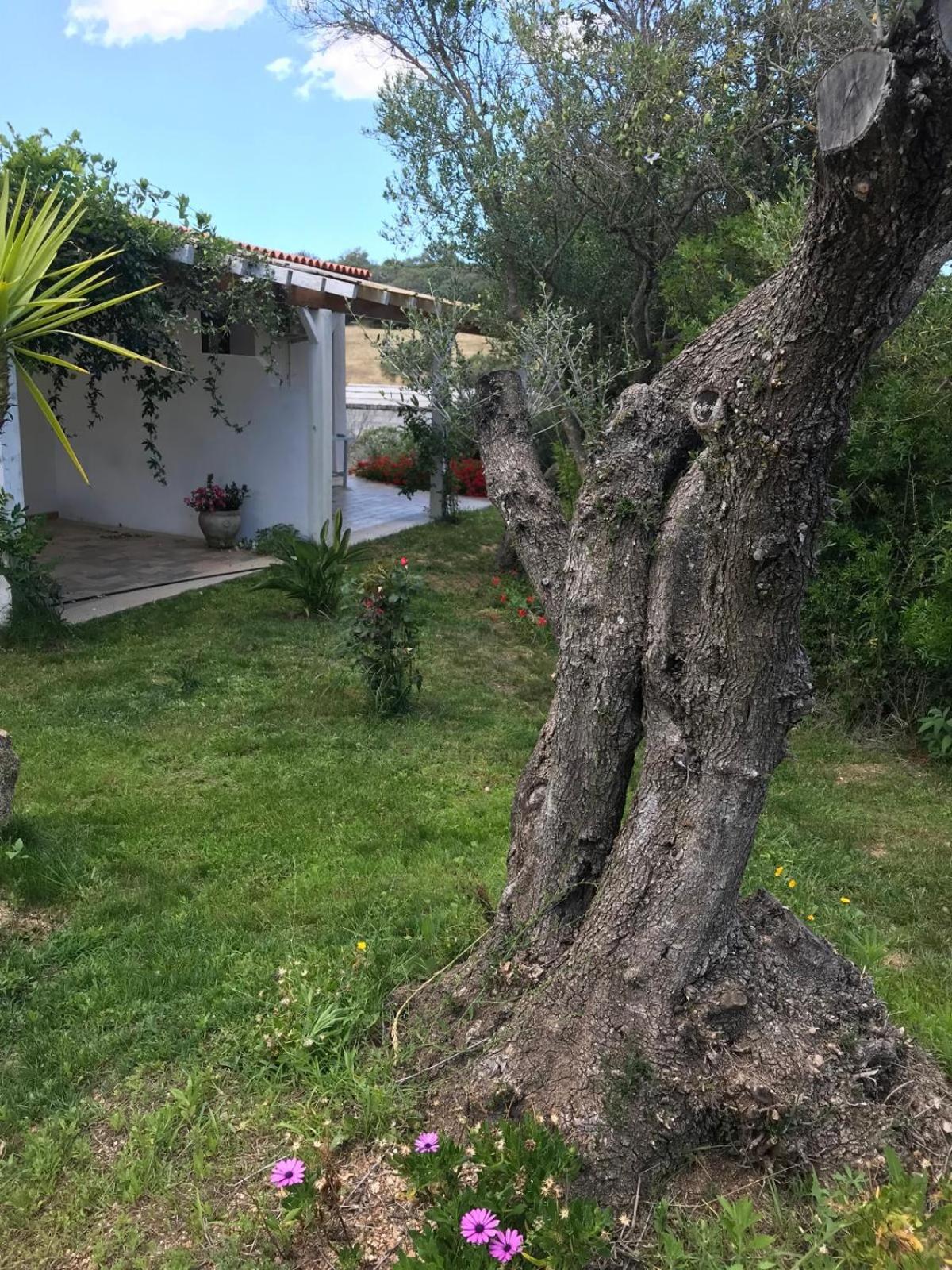 La Fragola In Campagna 6 K M Da San Pantaleo Hotell Eksteriør bilde